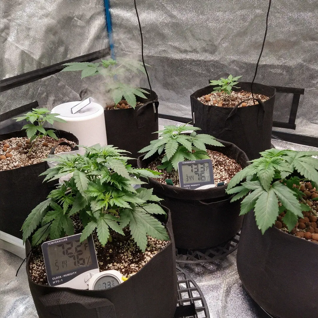 Indoor grow setup with five cannabis plants in fabric pots, digital thermometers, and a humidifier, all inside a reflective tent.