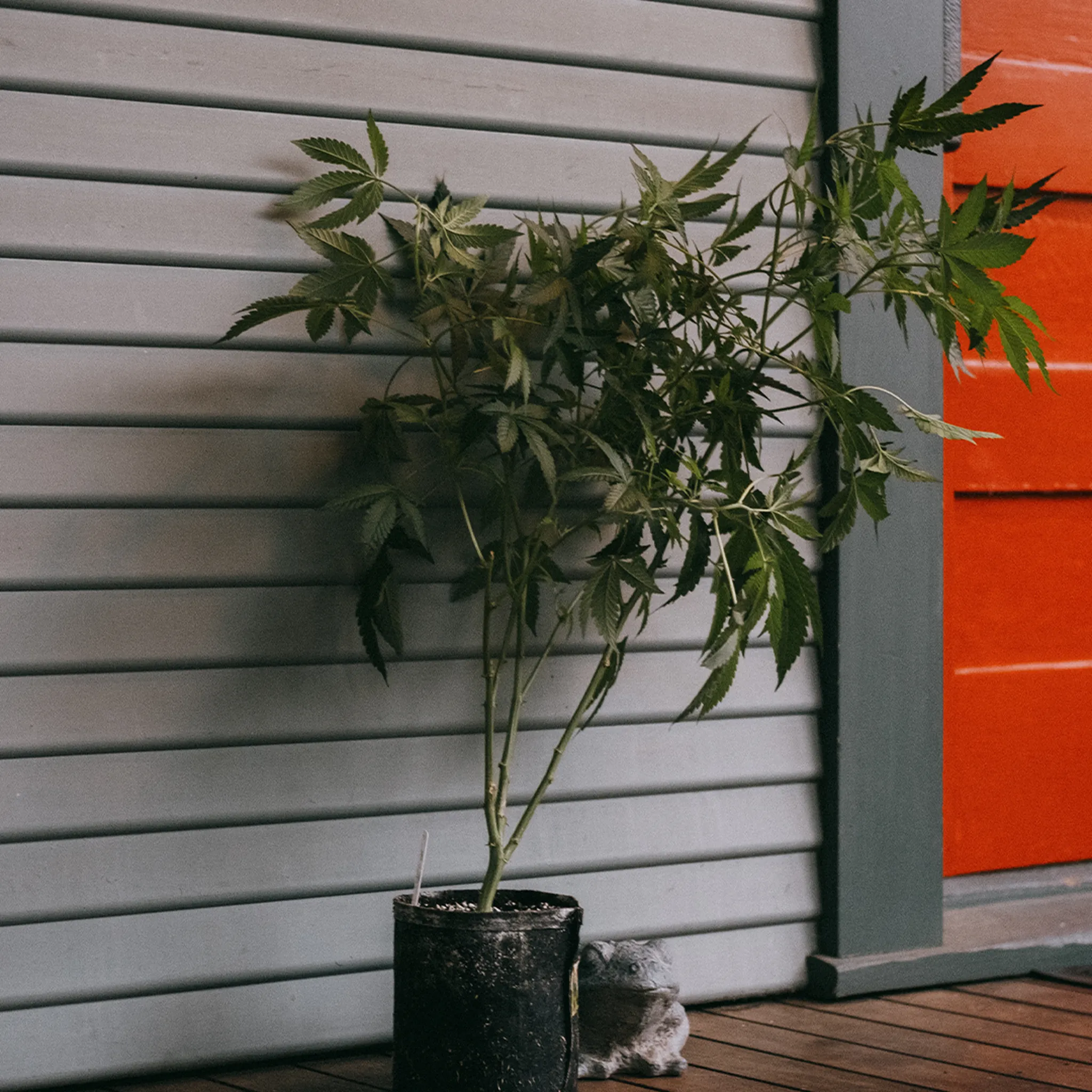 Potted cannabis plant with green leaves on a wooden deck, set against a gray wall and bright orange door.
