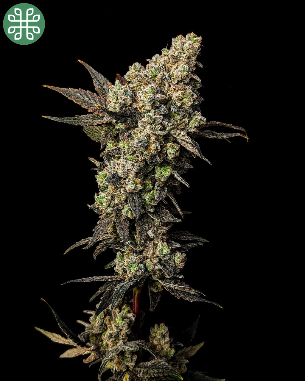 Phylos Lemon Fresh available at ILGM.com