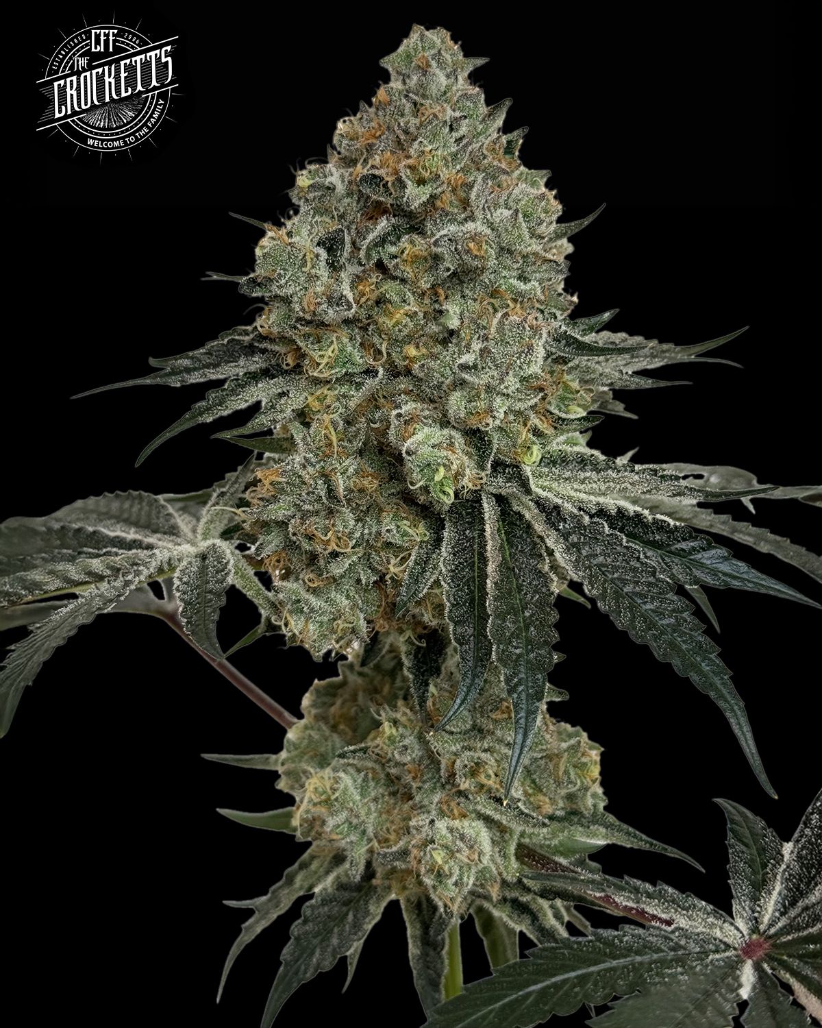 Close-up of a dense cannabis bud with frosty trichomes and dark green leaves against a black background, featuring a logo in the corner.