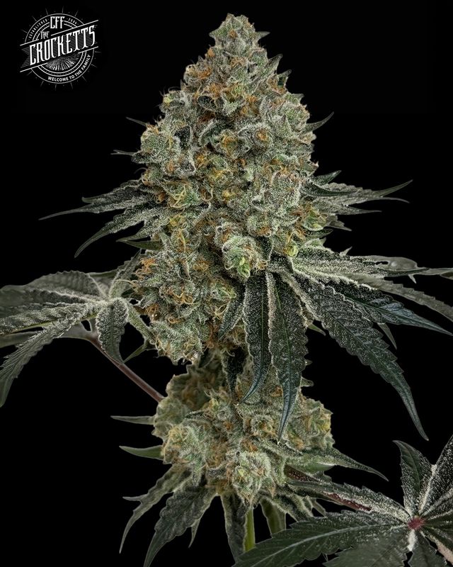 Crockett Family Farms | Exclusive Feminized Seeds