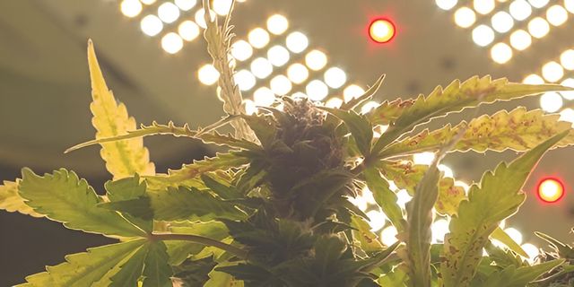 An LED grow light designed for indoor cannabis cultivation, featuring multiple LED bulbs that emit specific light spectrums tailored for plant growth. It is energy-efficient and long-lasting.