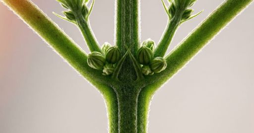 A young cannabis plant starting to show early male signs, with pollen sacs forming around the nodes.