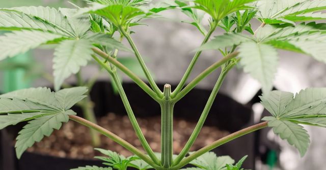 A close-up of a healthy cannabis plant with the top growth freshly trimmed. This topping technique encourages two new branches to grow, helping the plant develop a wider, bushier shape.