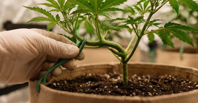 Bending the main stem disrupts apical dominance and allows the side branches to grow up into the canopy, creating multiple tops at the same height. Autoflower plant tied low, with side branches reaching up toward the light.