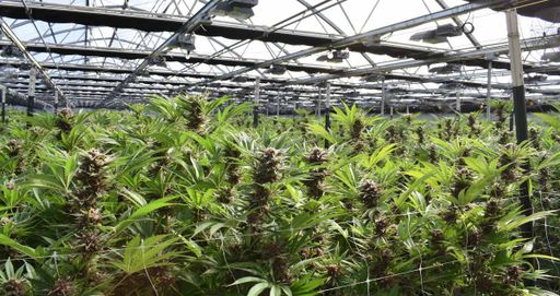 A large indoor grow area where cannabis plants are being trained using low-stress techniques to promote horizontal growth and maximize yields.