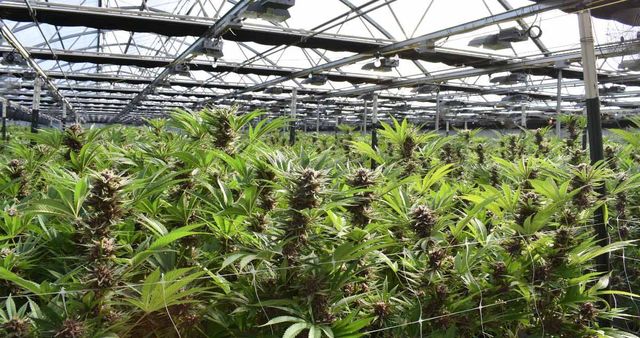 A large indoor grow area where cannabis plants are being trained using low-stress techniques to promote horizontal growth and maximize yields.
