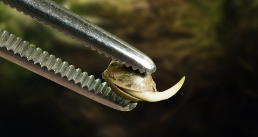A germinated cannabis seed held with sterile tweezers, with the taproot pointing down into a small hole in the growing medium.