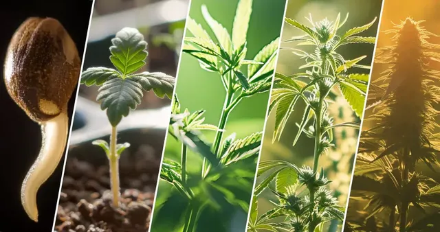 A diagram depicting the various stages of a cannabis plant's life cycle, including germination, seedling, vegetative, flowering, and harvesting stages. Each phase is clearly labeled, showing plant growth and development.