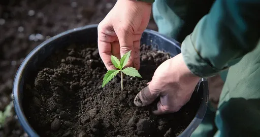 A person transplanting a cannabis seedling from a smaller container to a larger pot, ensuring the plant has more space for healthy root growth.