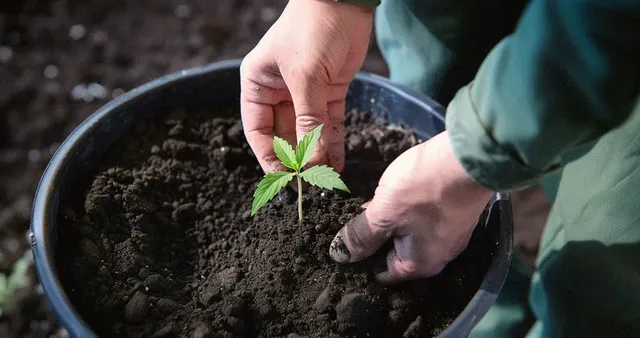 A person transplanting a cannabis seedling from a smaller container to a larger pot, ensuring the plant has more space for healthy root growth.