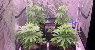 The interior of a compact grow tent with a few cannabis plants, supported by artificial lighting and proper airflow for a thriving indoor grow setup.