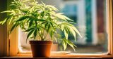 A cannabis plant growing on a window sill, soaking up sunlight from the window. The setup is simple and makes use of natural light for small-scale cultivation.