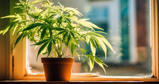 A cannabis plant growing on a window sill, soaking up sunlight from the window. The setup is simple and makes use of natural light for small-scale cultivation.