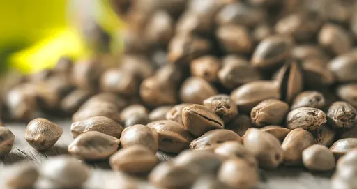 A collection of autoflower cannabis seeds, known for their ability to flower automatically, eliminating the need for light cycle manipulation.