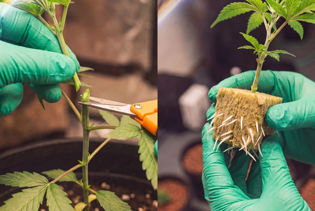 Take your cutting below a node in weeks 1 to 3. Roots typically develop in 7 to 14 days under 70 to 85% humidity and gentle light. Autoflower plant cutting site below a node beside a rooted clone in a rockwool cube after 10 to 14 days