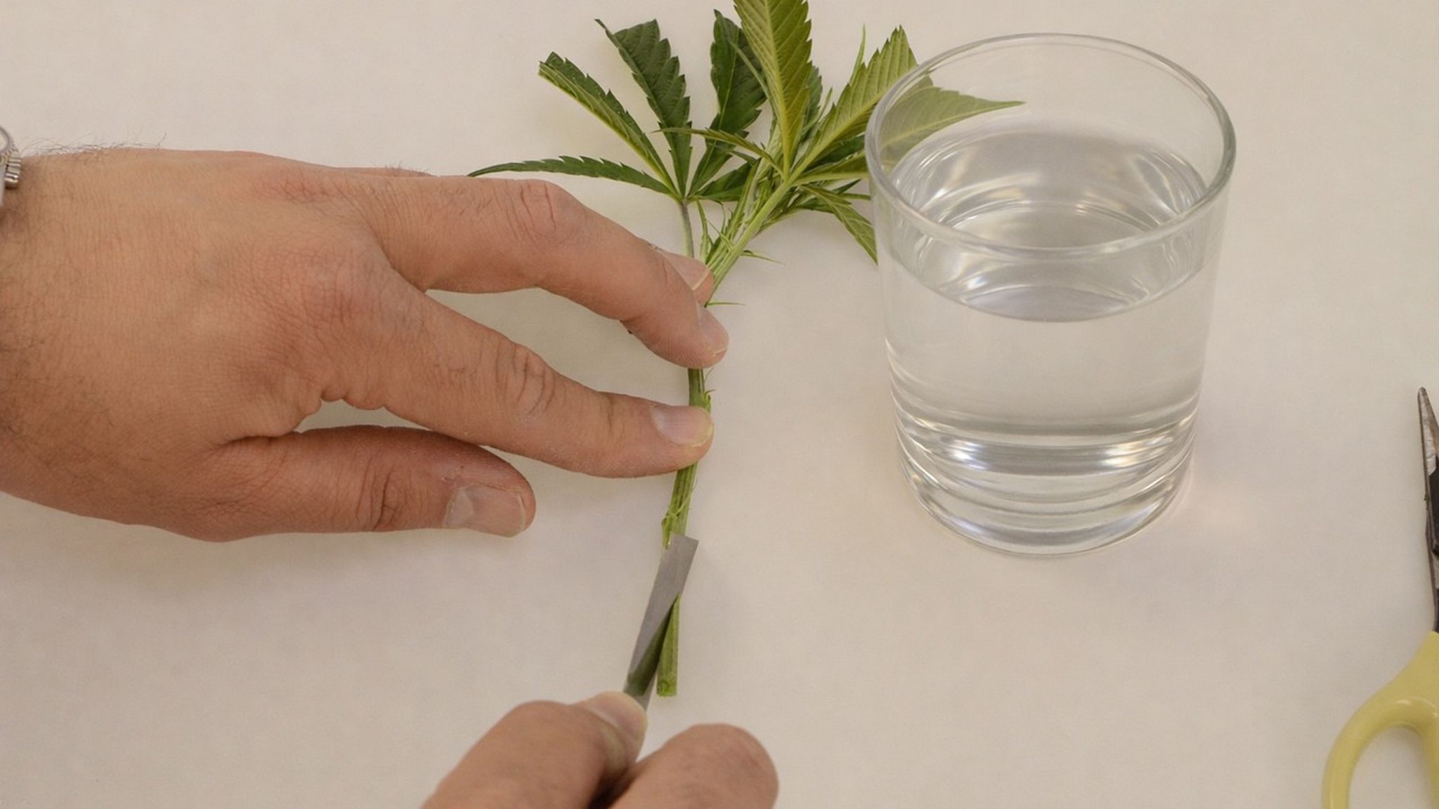 hands holding a cannabis plant next to a glass of water