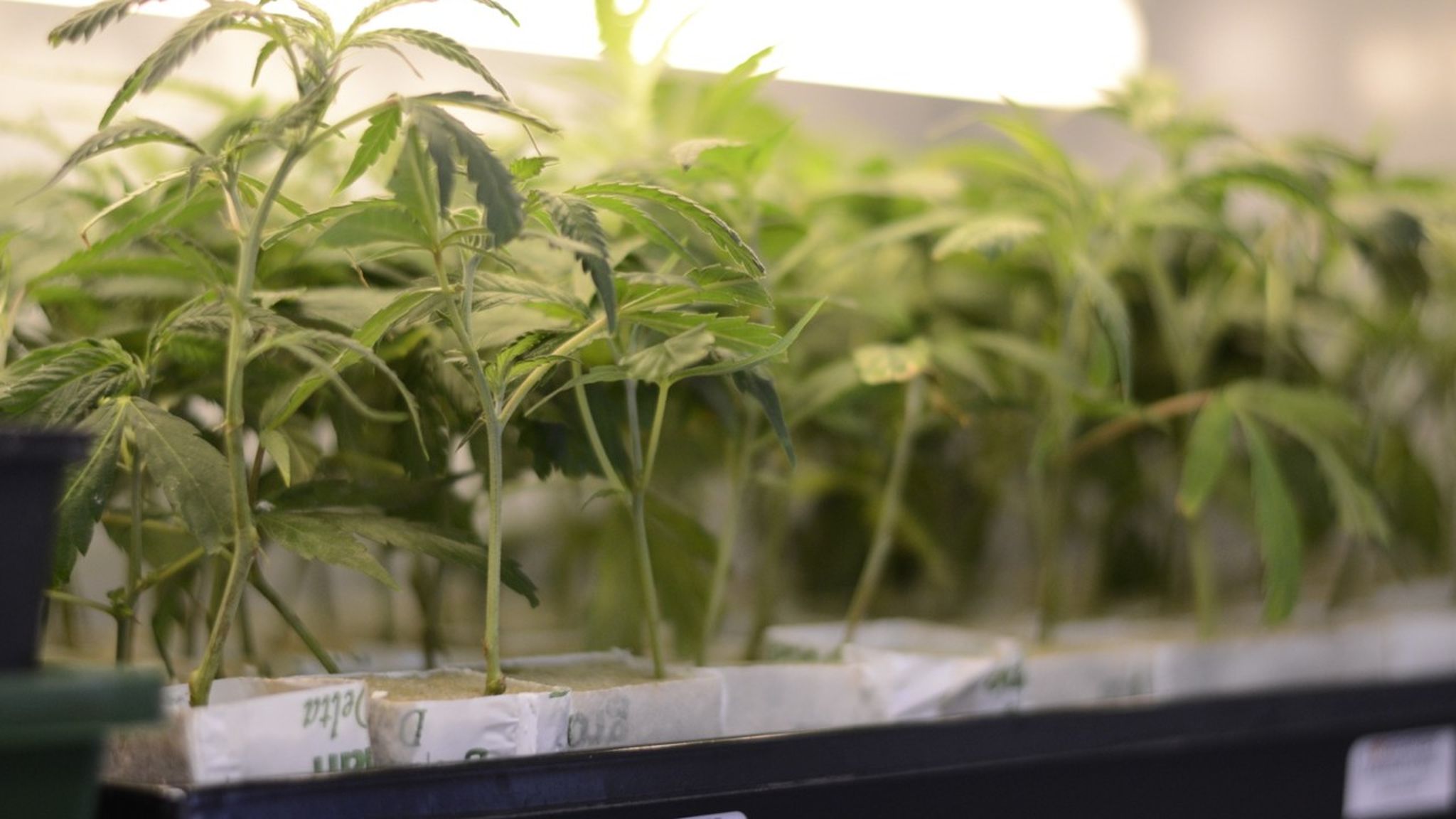 cannabis plants closeup