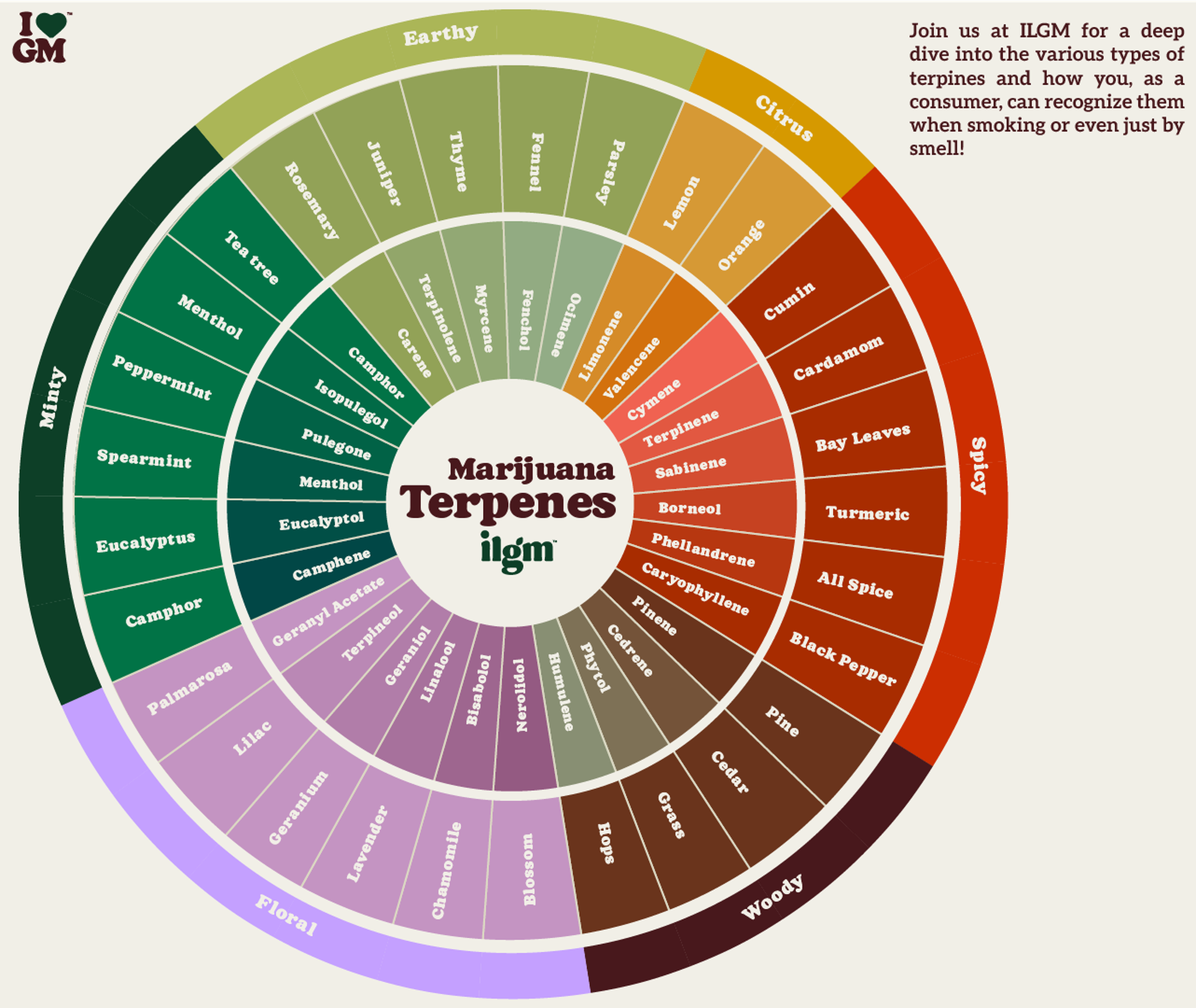 A detailed terpene chart showing various terpenes, their distinct aromas (e.g., citrus, pine, floral), potential therapeutic effects, and common sources like cannabis, fruits, and herbs. The chart includes examples such as limonene, myrcene, and pinene, with corresponding information.