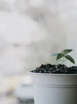 A small green plant with serrated leaves grows in a white pot filled with soil, placed on a windowsill with a blurred background.