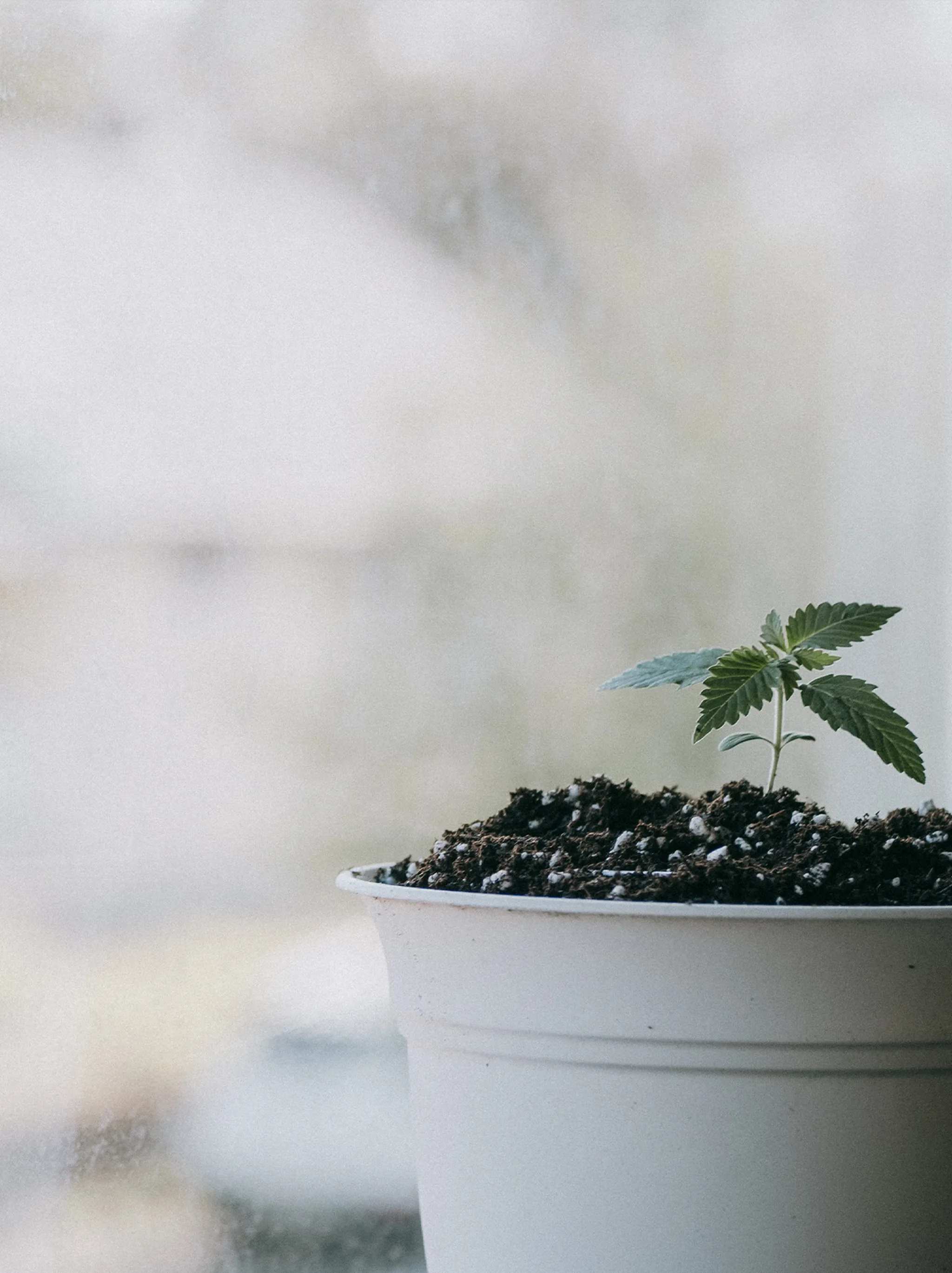 A small green plant with serrated leaves grows in a white pot filled with soil, placed on a windowsill with a blurred background.