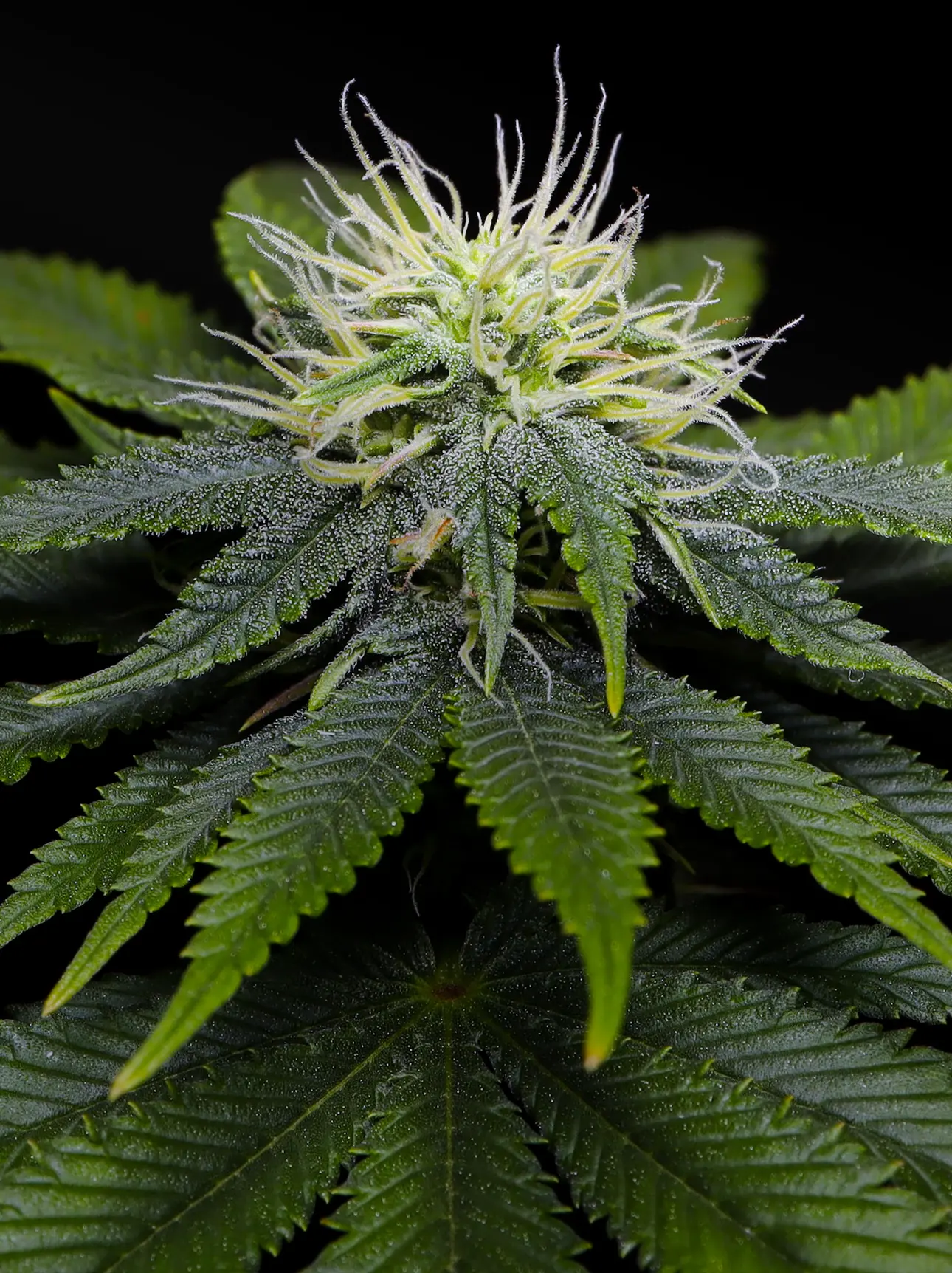 Crockett Family Farms | Exclusive Feminized Seeds