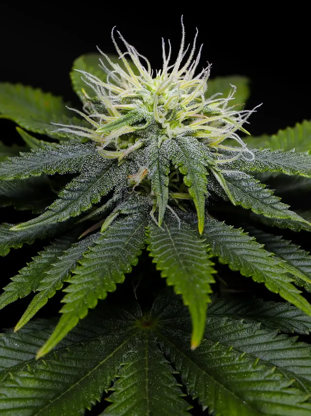 Crockett Family Farms | Exclusive Feminized Seeds