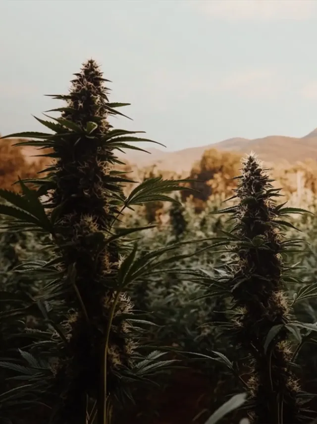 Large cannabis plants growing outdoors