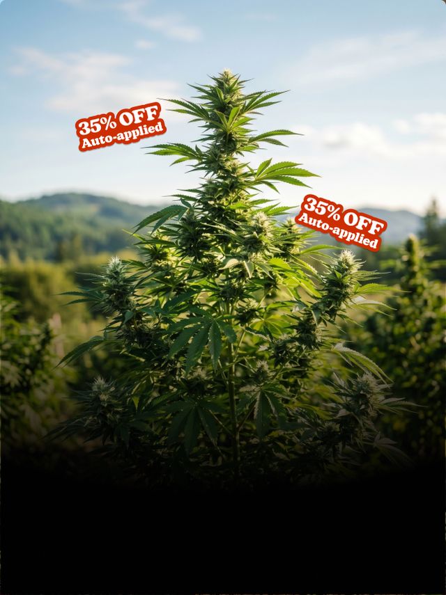 Best Cannabis Seed Bank in the USA | ILGM