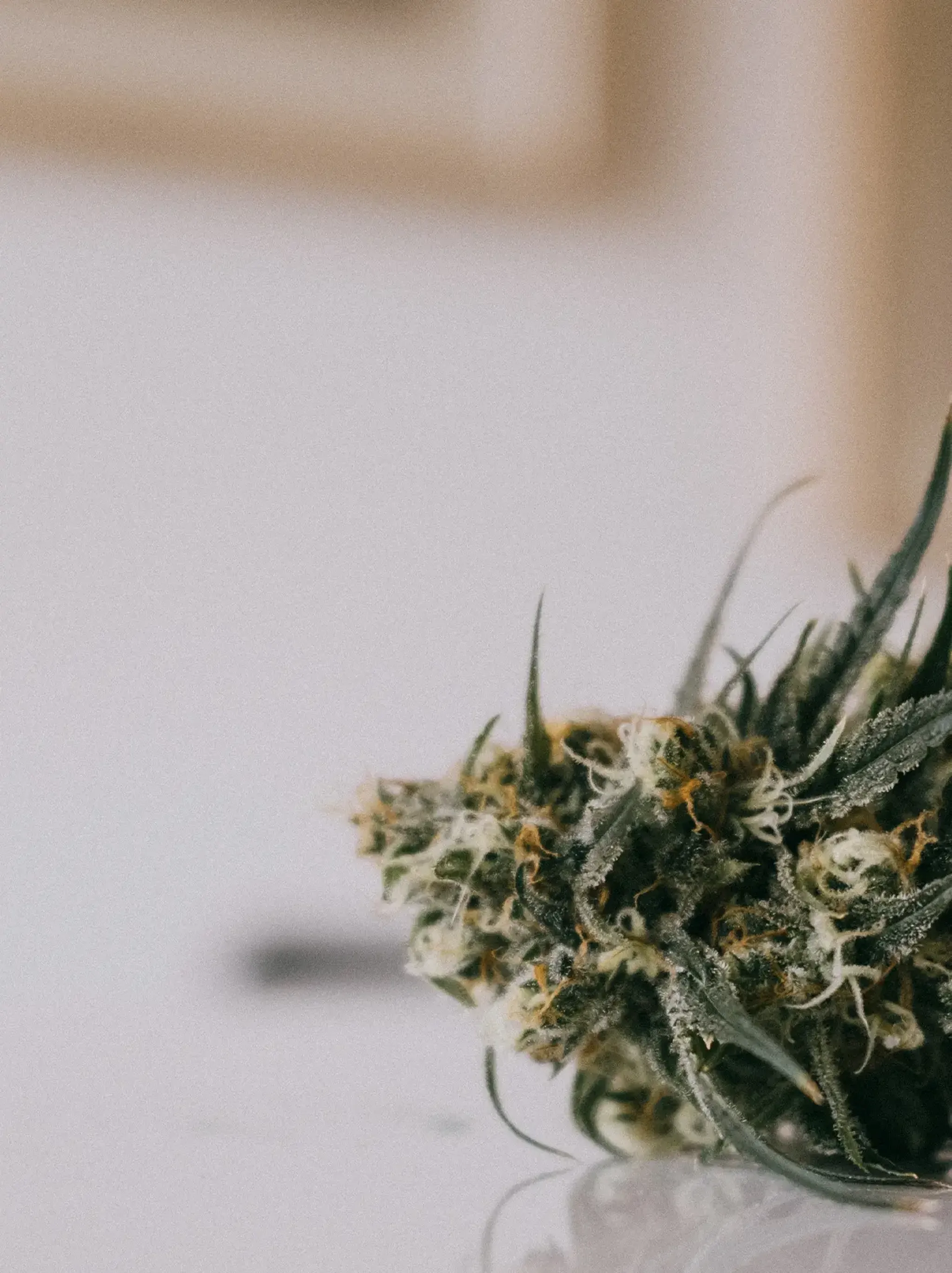Close-up of a cannabis bud with green leaves and white trichomes, placed on a smooth white surface, against a blurred background.