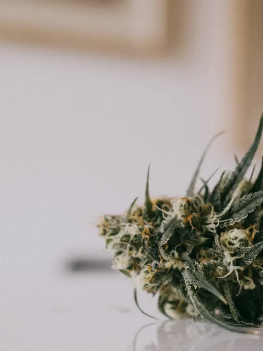 Close-up of a cannabis bud with green leaves and white trichomes, placed on a smooth white surface, against a blurred background.