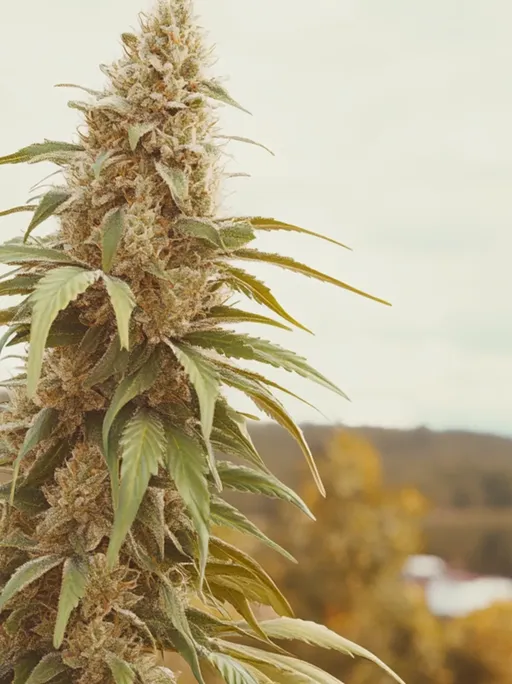 Cannabis plant in New England countryside
