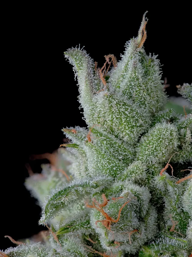 Happy Valley genetics header Breeder profile