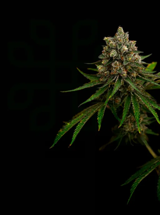 Phylos Bioscience Header