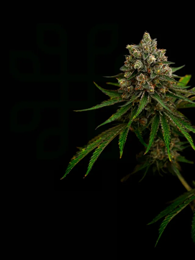 Phylos Bioscience Header