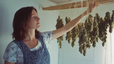 A woman hanging cannabis branches upside down in a drying room, ensuring optimal drying conditions and preventing mold.