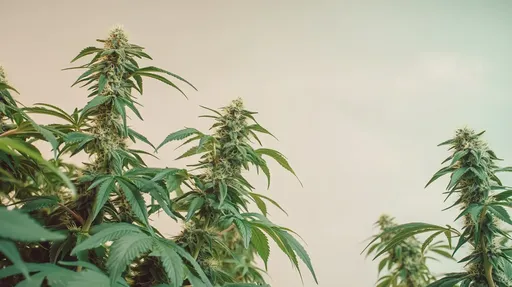 A small indoor grow space with several cannabis plants arranged in close proximity, utilizing space efficiently for a productive cultivation setup.