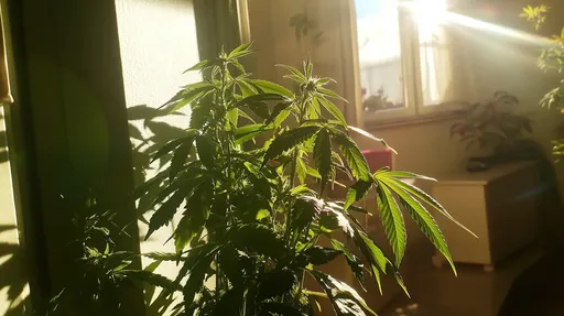 An indoor cannabis plant growing well under artificial lights in a controlled environment, showcasing strong foliage and healthy growth in an indoor setting.