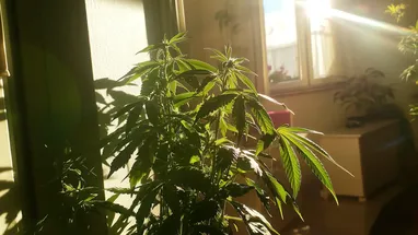 An indoor cannabis plant growing well under artificial lights in a controlled environment, showcasing strong foliage and healthy growth in an indoor setting.