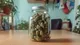 A glass jar containing freshly harvested cannabis buds, ready for curing to improve aroma, flavor, and potency.