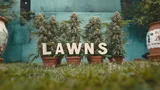An image of several cannabis plants growing on a well-maintained lawn, surrounded by grass and natural light, showcasing outdoor cultivation in a relaxed setting.