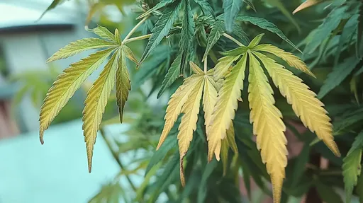 A close-up of cannabis leaves turning yellow, a sign of nitrogen deficiency, often seen in the lower leaves of the plant.