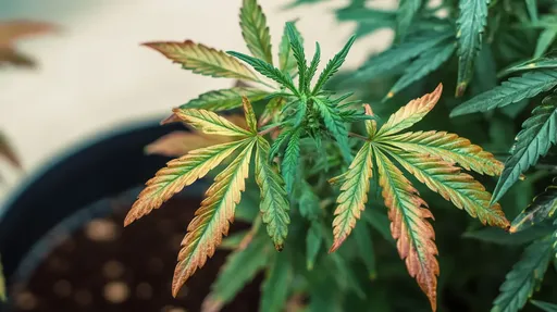 Sickly cannabis leaves showing signs of deficiency, with discoloration, spots, or curling, suggesting a need for specific nutrients.