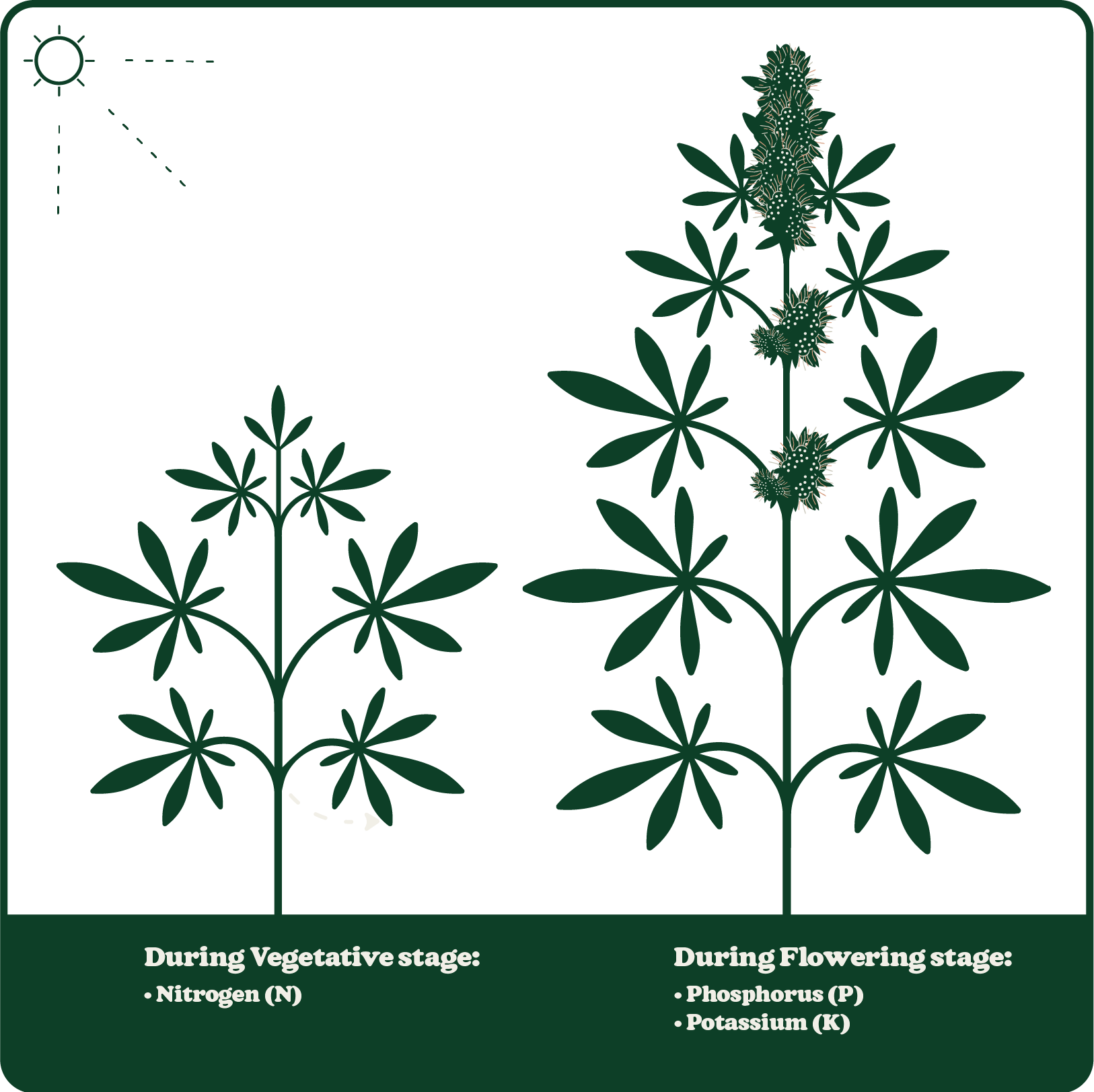 Diagram of plant growth stages: vegetative with nitrogen (N) and flowering with phosphorus (P) and potassium (K), under sunlight.