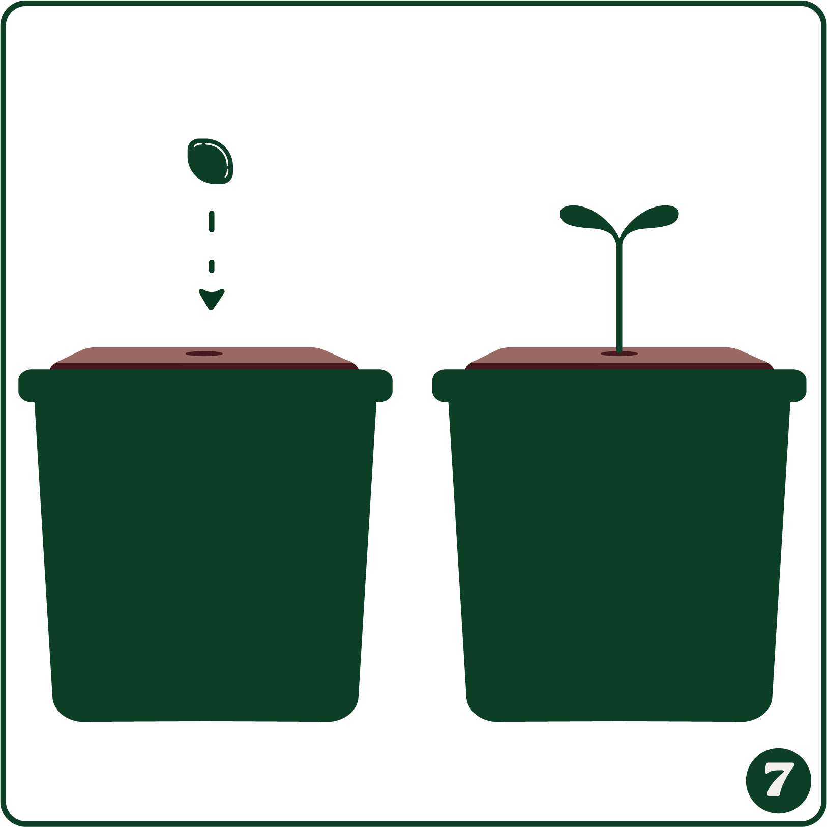 Coco coir germination stage 7