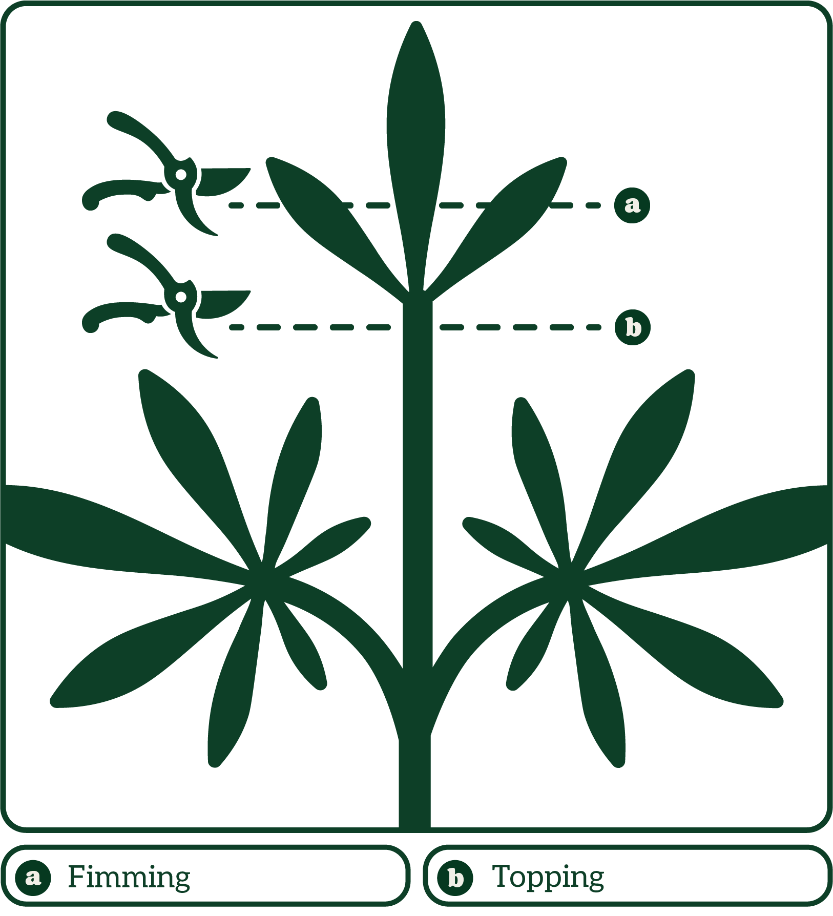 Illustration of plant pruning techniques: