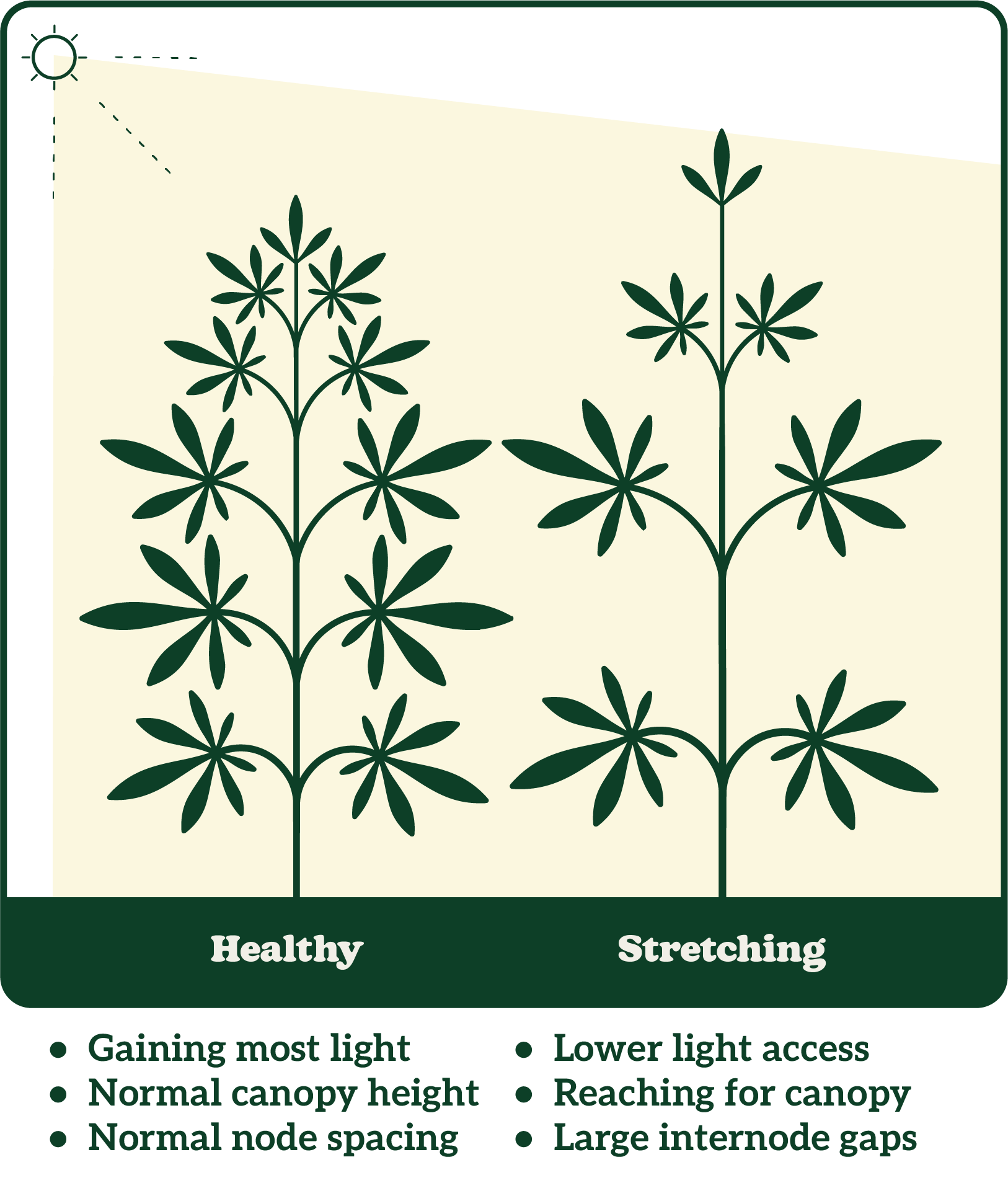 Illustration comparing healthy and stretching plants, showing differences in light access, canopy height, node spacing, and internode gaps.