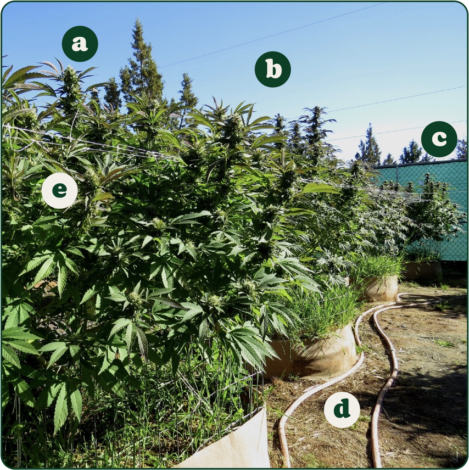 Information about growing outside
