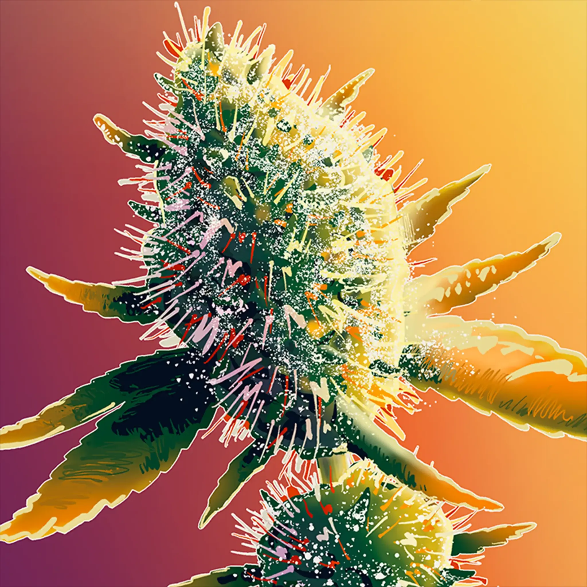 Cannabis bud illustration full of pistils and trichomes