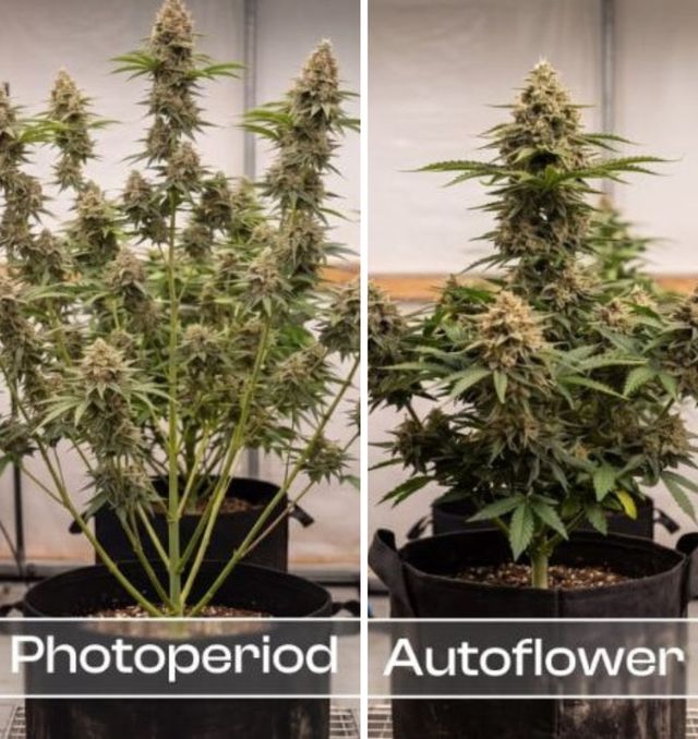 Side by side of auto flower and photoperiod cannabis plants